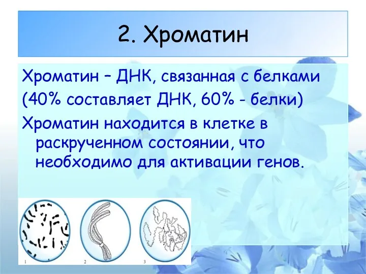 2. Хроматин Хроматин – ДНК, связанная с белками (40% составляет ДНК, 60% -