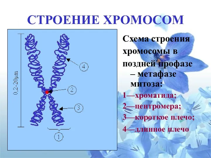 СТРОЕНИЕ ХРОМОСОМ Схема строения хромосомы в поздней профазе – метафазе митоза: 1—хроматида; 2—центромера;