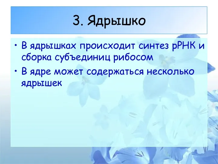 3. Ядрышко В ядрышках происходит синтез рРНК и сборка субъединиц рибосом В ядре