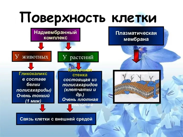 Поверхность клетки Надмембранный комплекс У животных У растений Клеточная стенка