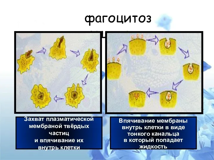 фагоцитоз пиноцитоз Захват плазматической мембраной твёрдых частиц и впячивание их внутрь клетки Впячивание