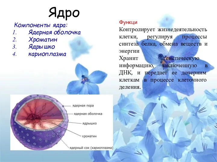 Ядро Компоненты ядра: Ядерная оболочка Хроматин Ядрышко кариоплазма Функци Контролирует жизнедеятельность клетки, регулируя