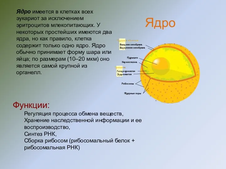 Ядро имеется в клетках всех эукариот за исключением эритроцитов млекопитающих.