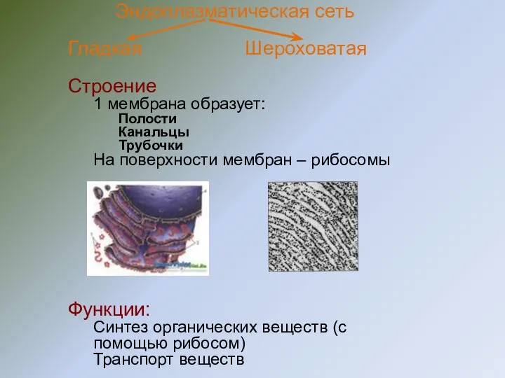 Эндоплазматическая сеть Гладкая Шероховатая Строение 1 мембрана образует: Полости Канальцы