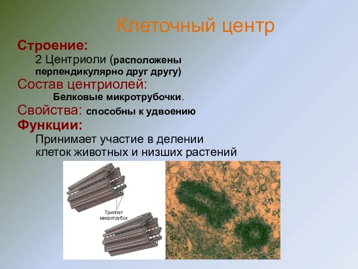 Строение: 2 Центриоли (расположены перпендикулярно друг другу) Состав центриолей: Белковые