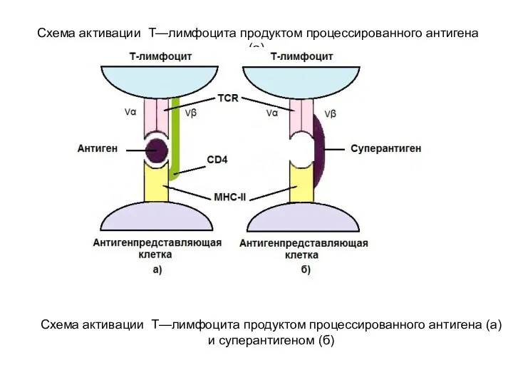 Схема активации Т—лимфоцита продуктом процессированного антигена (а) и суперантигеном (б)