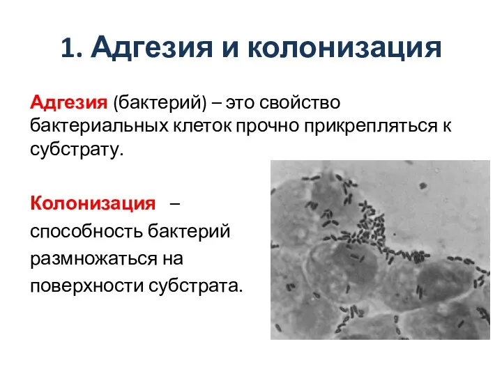 1. Адгезия и колонизация Адгезия (бактерий) – это свойство бактериальных