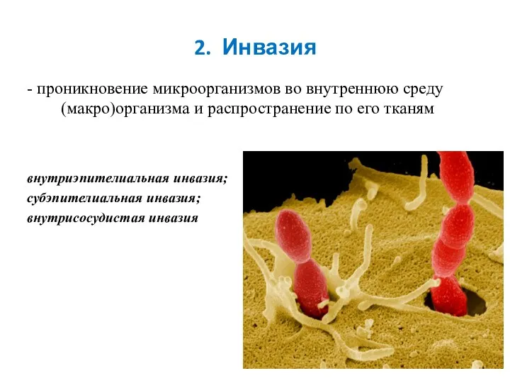 2. Инвазия - проникновение микроорганизмов во внутреннюю среду (макро)организма и