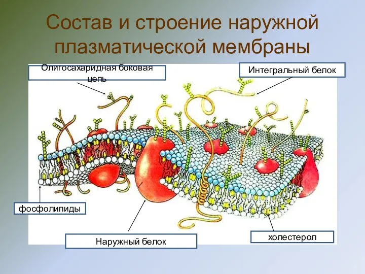 Состав и строение наружной плазматической мембраны Интегральный белок холестерол фосфолипиды Наружный белок Олигосахаридная боковая цепь