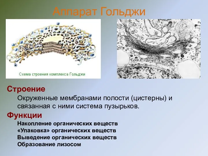 Строение Окруженные мембранами полости (цистерны) и связанная с ними система