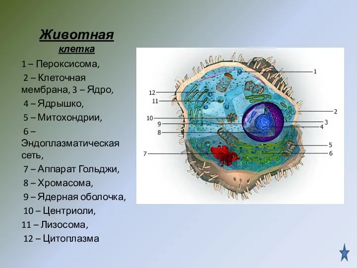 Животная клетка 1 – Пероксисома, 2 – Клеточная мембрана, 3