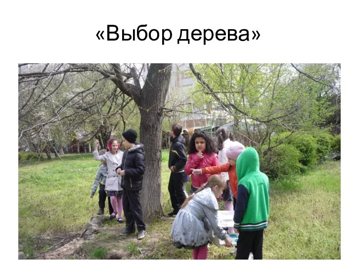 «Выбор дерева»