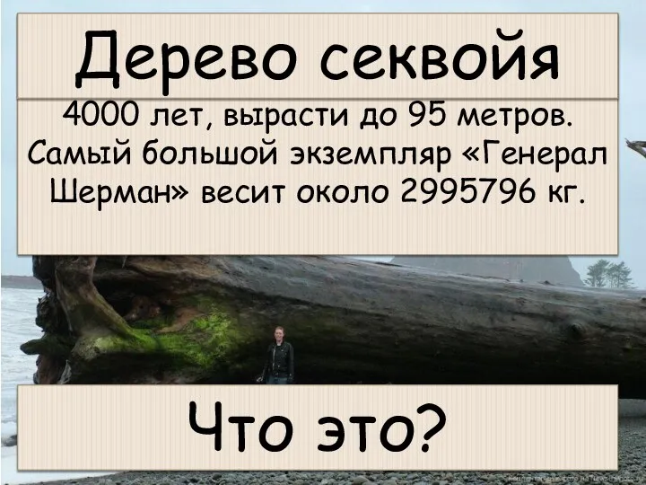 Этот организм может прожить до 4000 лет, вырасти до 95