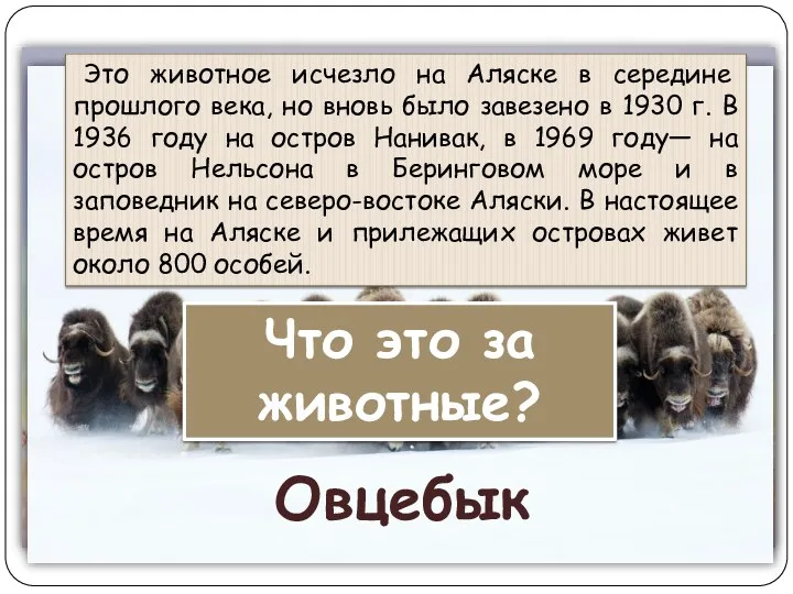 Это животное исчезло на Аляске в середине прошлого века, но