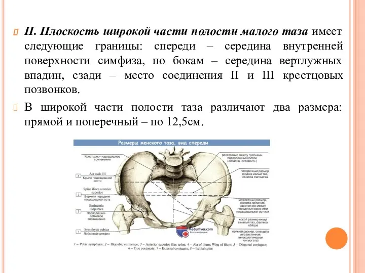 II. Плоскость широкой части полости малого таза имеет следующие границы: