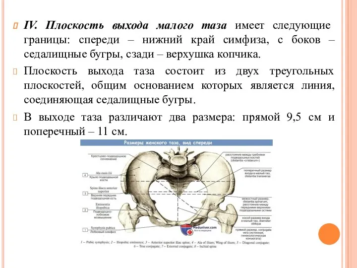 IV. Плоскость выхода малого таза имеет следующие границы: спереди –