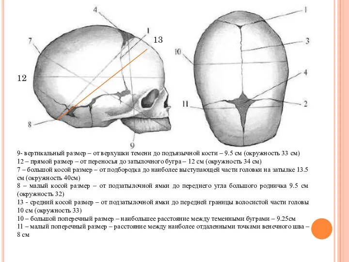 9- вертикальный размер – от верхушки темени до подъязычной кости