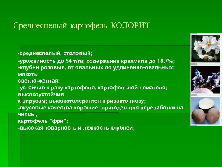 Среднеспелый картофель КОЛОРИТ -среднеспелый, столовый; -урожайность до 54 т/га; содержание