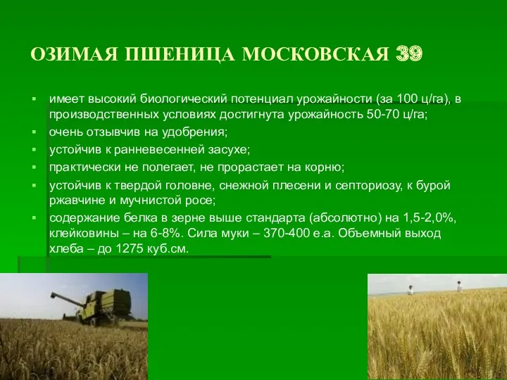 ОЗИМАЯ ПШЕНИЦА МОСКОВСКАЯ 39 имеет высокий биологический потенциал урожайности (за