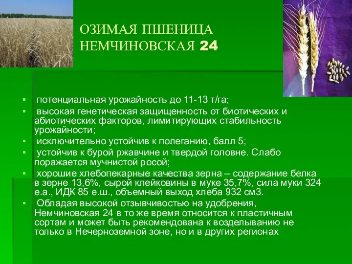 ОЗИМАЯ ПШЕНИЦА НЕМЧИНОВСКАЯ 24 потенциальная урожайность до 11-13 т/га; высокая