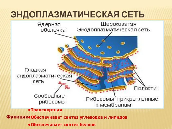 ЭНДОПЛАЗМАТИЧЕСКАЯ СЕТЬ Транспортная Обеспечивает синтез углеводов и липидов Обеспечивает синтез белков Функции: