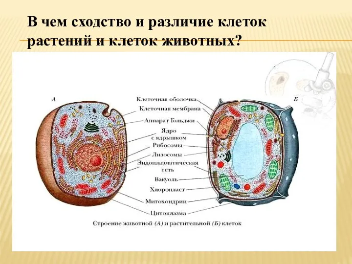 В чем сходство и различие клеток растений и клеток животных?