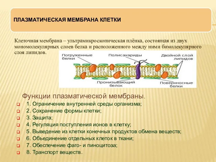 Клеточная мембрана – ультрамикроскопическая плёнка, состоящая из двух мономолекулярных слоев белка и расположенного