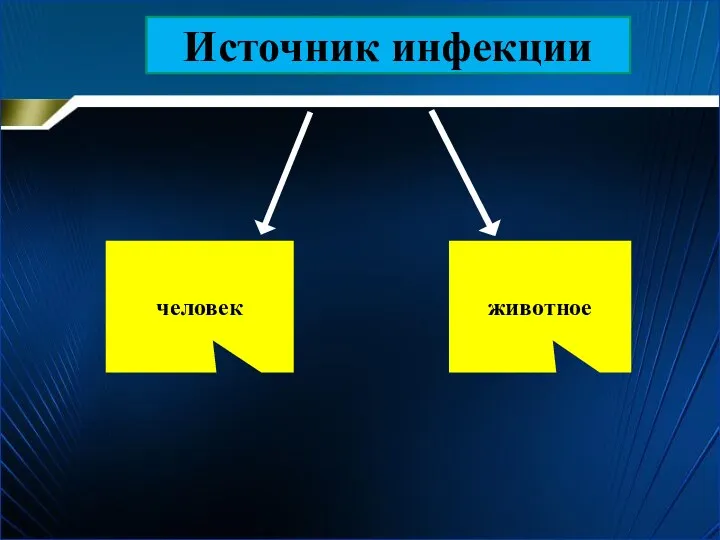 Источник инфекции человек животное