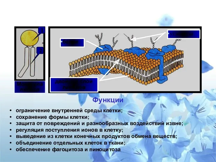 Плазматическая мембрана двойной слой липидов белки углеводы Функции ограничение внутренней