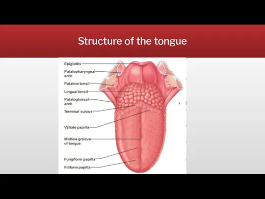 Structure of the tongue