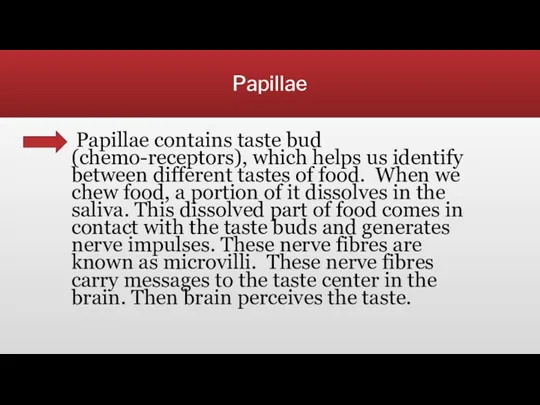 Papillae Papillae contains taste bud (chemo-receptors), which helps us identify between different tastes