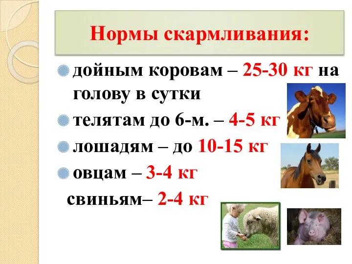 Нормы скармливания: дойным коровам – 25-30 кг на голову в сутки телятам до