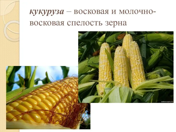кукуруза – восковая и молочно-восковая спелость зерна