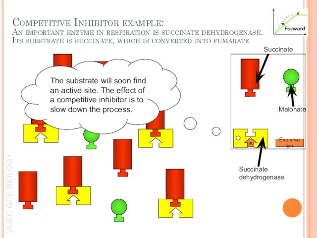 Explanation Close The substrate will soon find an active site.