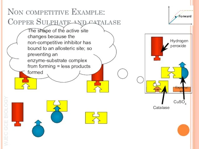 Close Non competitive Example: Copper Sulphate and catalase Explanation The