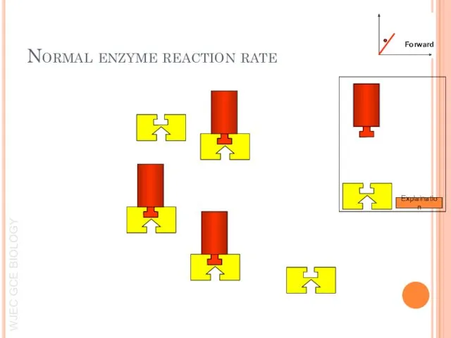 Explaination Forward Normal enzyme reaction rate