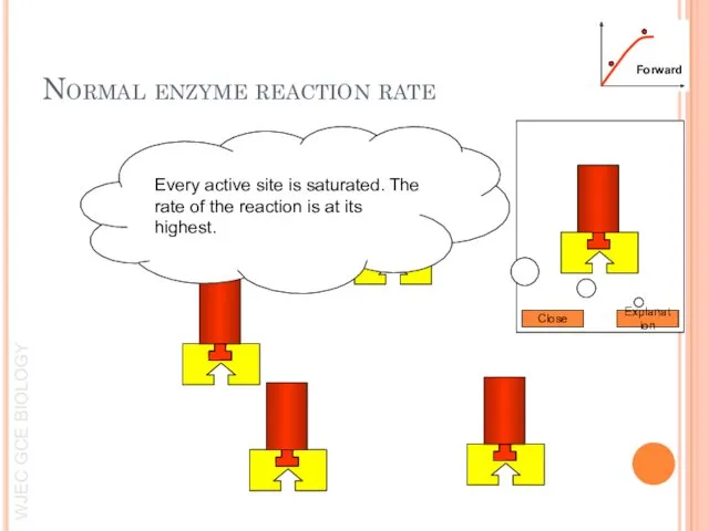 Explanation Close Every active site is saturated. The rate of