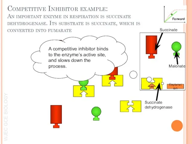 Competitive Inhibitor example: An important enzyme in respiration is succinate