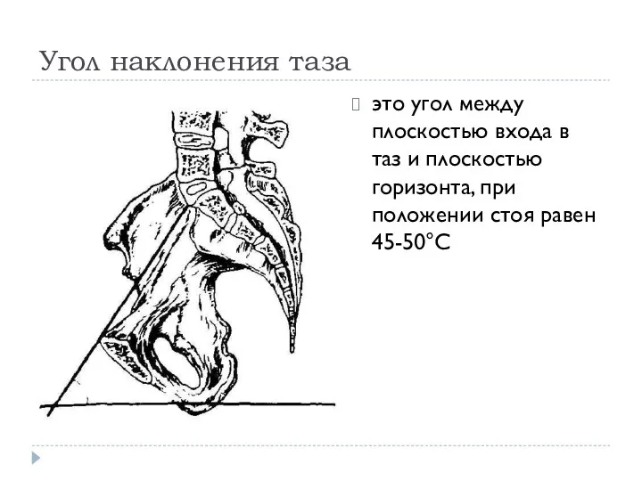 Угол наклонения таза это угол между плоскостью входа в таз