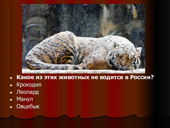Какое из этих животных не водится в России? Крокодил Леопард Манул Овцебык