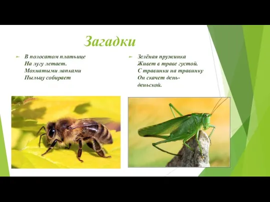 Загадки В полосатом платьице На лугу летает. Мохнатыми лапками Пыльцу