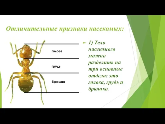 Отличительные признаки насекомых: 1) Тело насекомого можно разделить на три