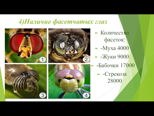 4)Наличие фасетчатых глаз Количество фасеток: -Муха 4000 -Жуки 9000 -Бабочки 17000 -Стрекоза 28000