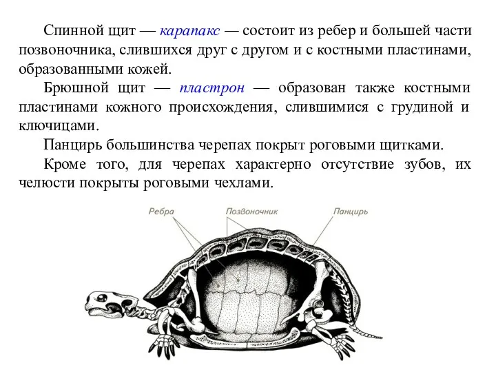 Спинной щит — карапакс — состоит из ребер и большей части позвоночника, слившихся