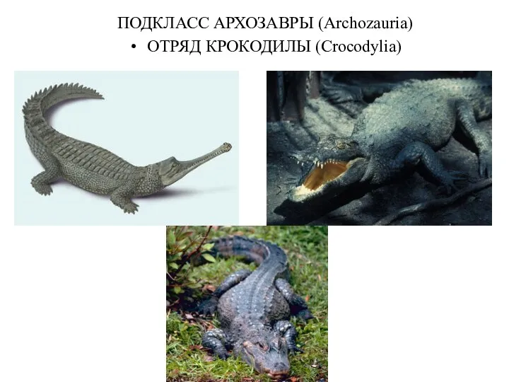 ПОДКЛАСС АРХОЗАВРЫ (Archozauria) ОТРЯД КРОКОДИЛЫ (Crocodylia)