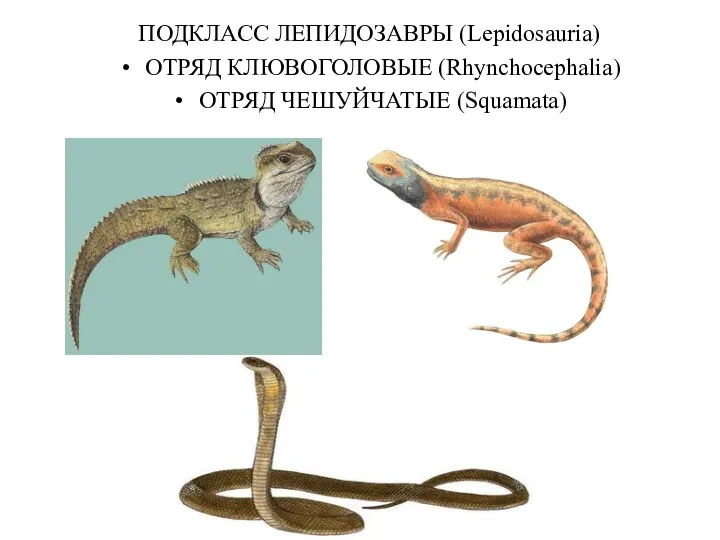 ПОДКЛАСС ЛЕПИДОЗАВРЫ (Lepidosauria) ОТРЯД КЛЮВОГОЛОВЫЕ (Rhynchocephalia) ОТРЯД ЧЕШУЙЧАТЫЕ (Squamata)