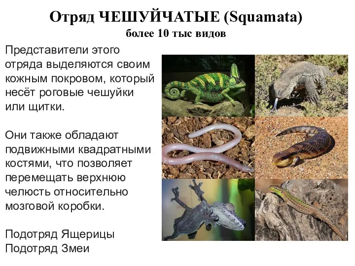 Отряд ЧЕШУЙЧАТЫЕ (Squamata) более 10 тыс видов Представители этого отряда