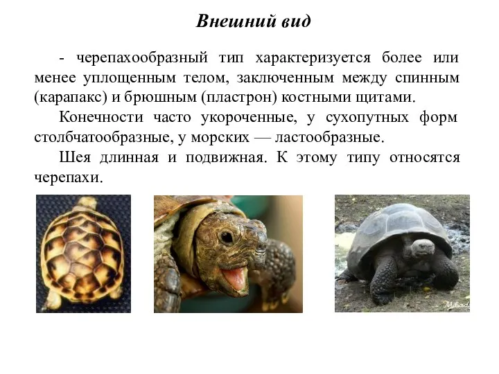 - черепахообразный тип характеризуется более или менее уплощенным телом, заключенным между спинным (карапакс)