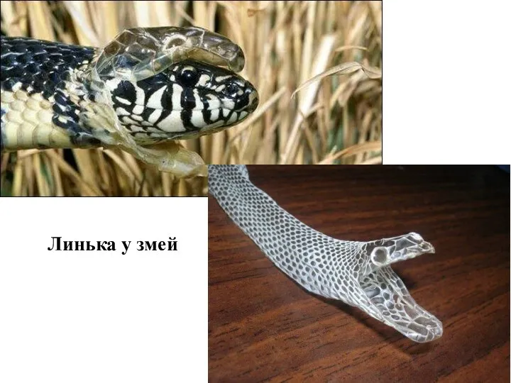 Линька у змей
