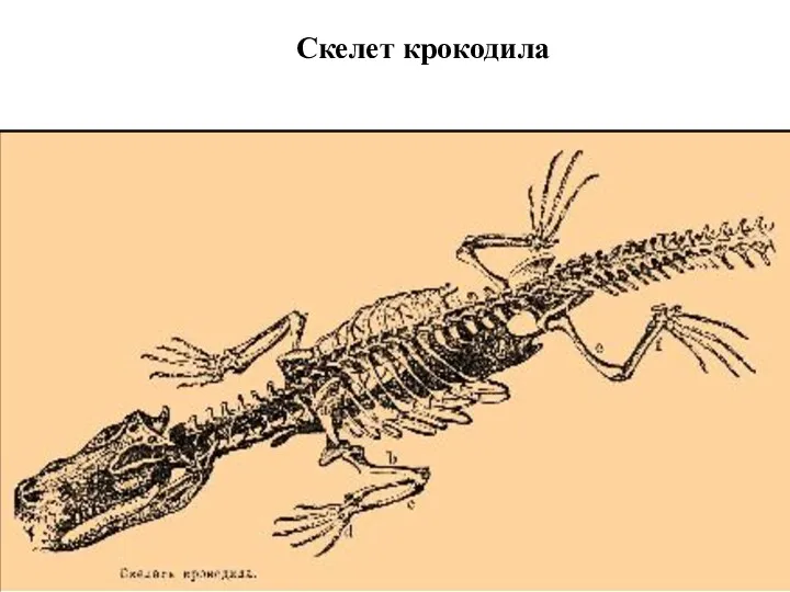Скелет крокодила